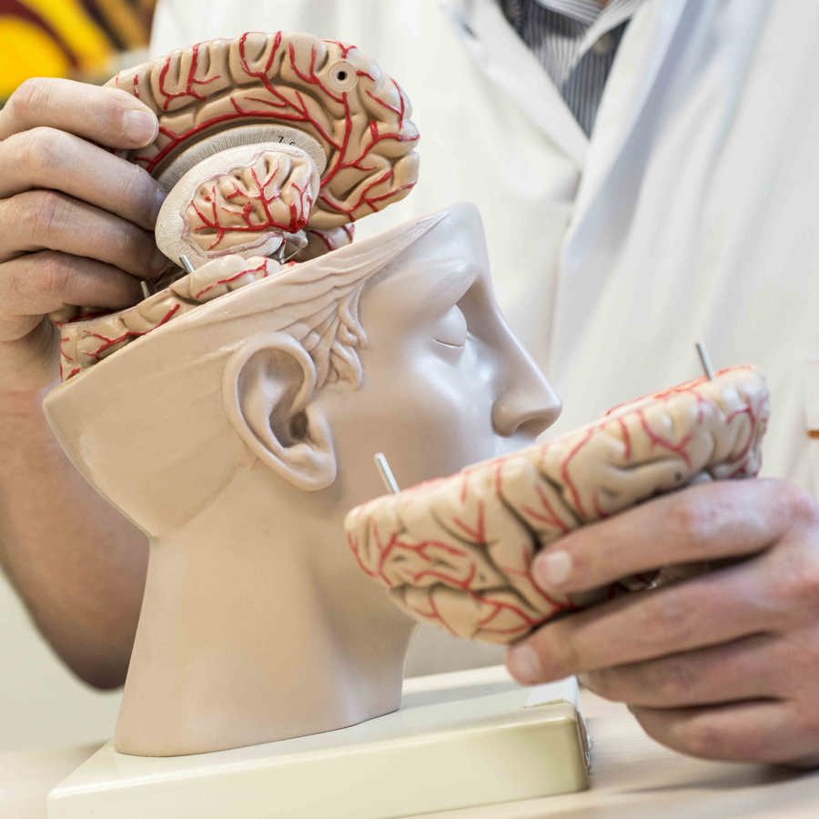 anatomiemodel van de hersenen