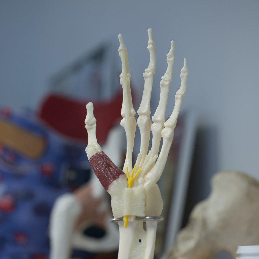 anatomiemodel van een hand