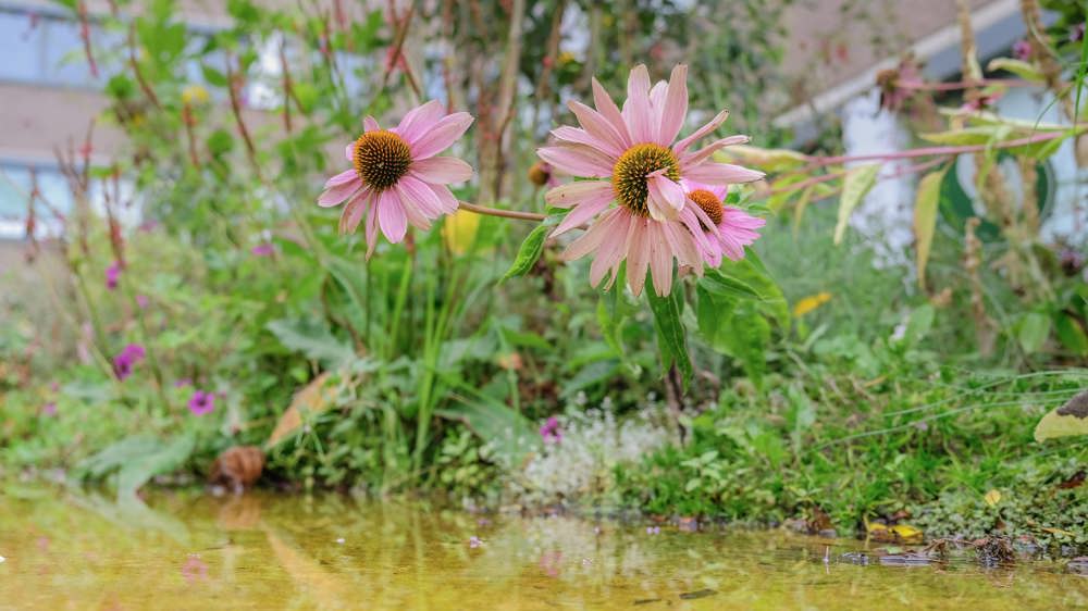 Twee bloeiende roze bloemen met water in de BuitensteBinnenTuin van VieCuri