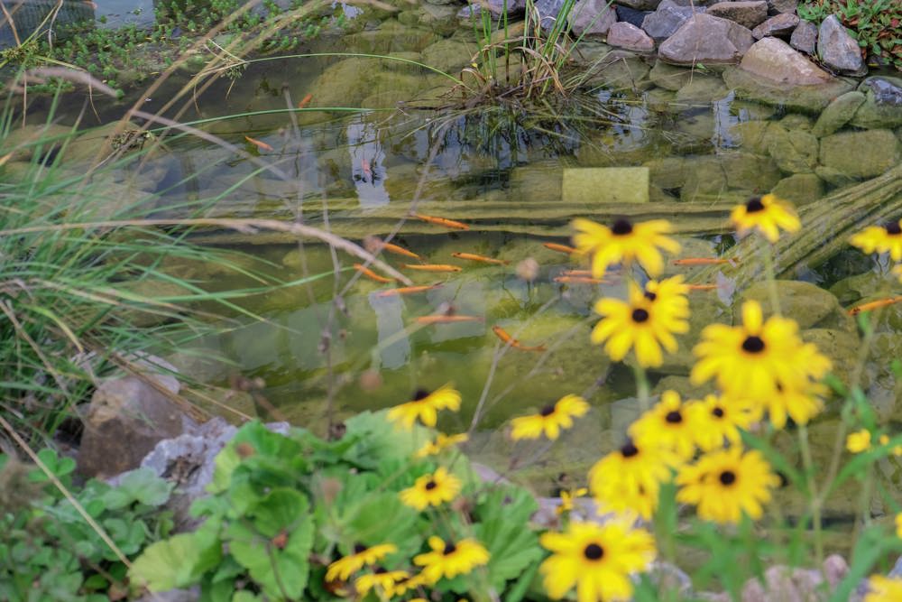 Vijver met goudvissen in de BuitensteBinnenTuin omringd door gele bloemen